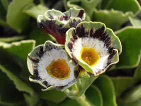 Primula auricula 'Karen Cordrey'